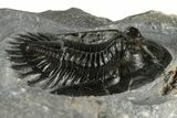 Two Beautiful Mrakibina Trilobites - Mrakib, Morocco #352624-5